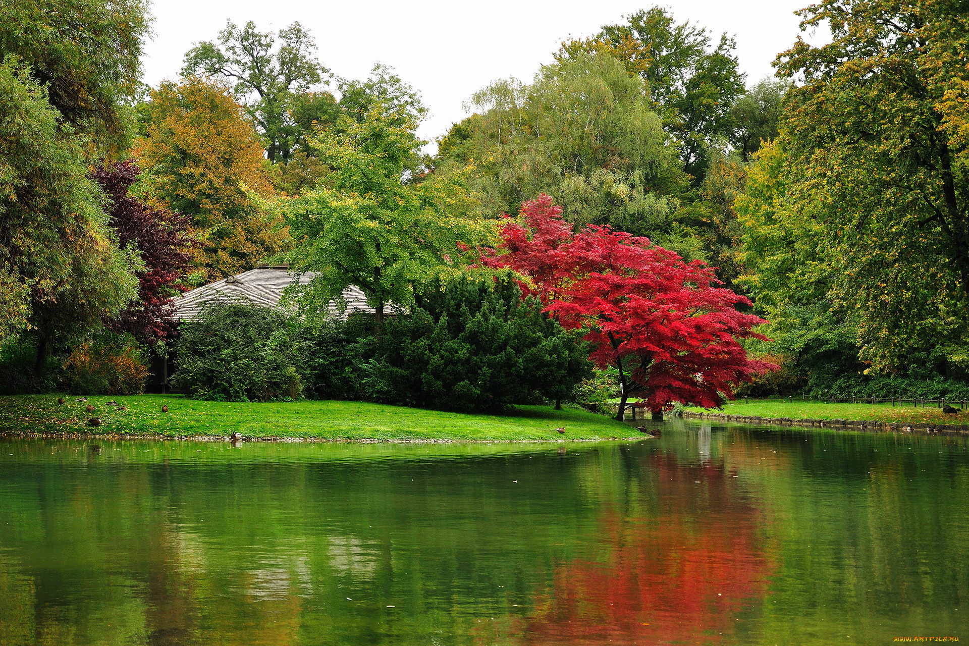munchen, englischer, garden, , 